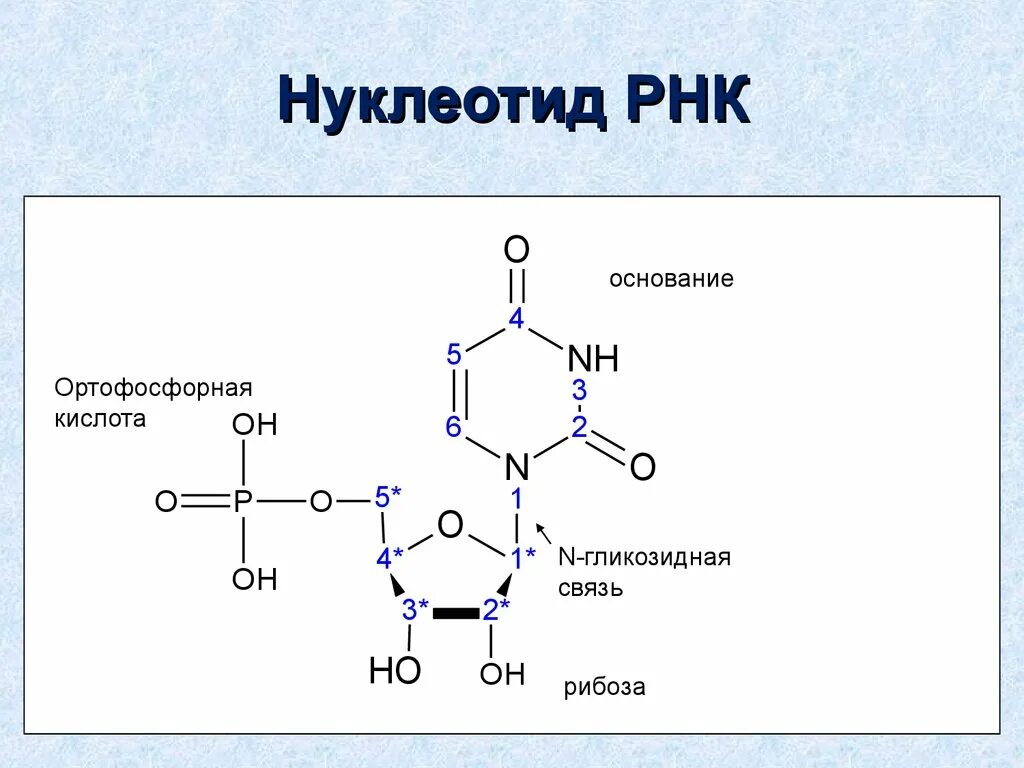 Нуклеоиды рнк. Строение нуклеотида ДНК. Строение нуклеотида РНК. Строение нуклеотида РНК рисунок. Строение нуклеотида ДНК И РНК.