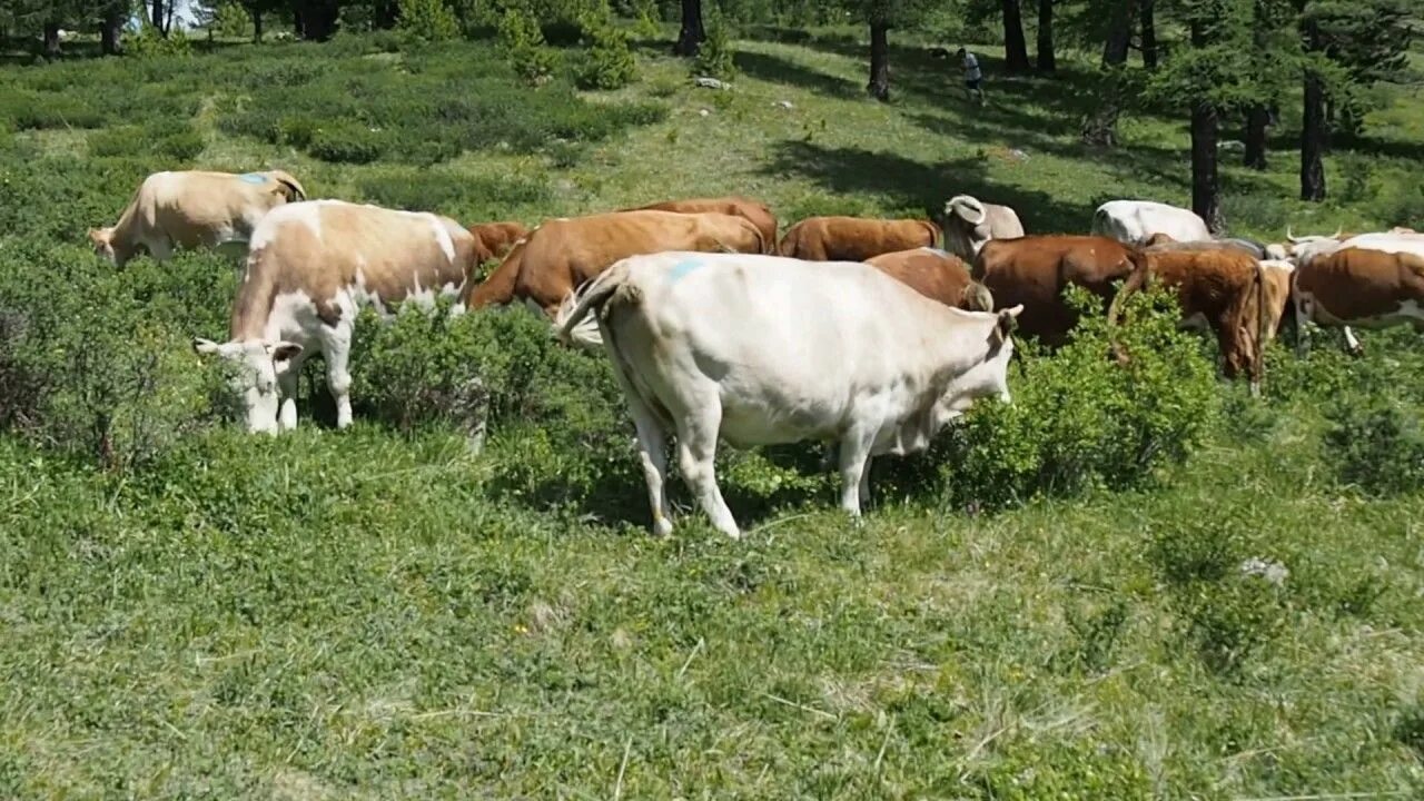 Алтайская корова купить. Горный Алтай коровы. Горно Алтайская корова. Животные Алтая коровы. Алтай коровы пасутся.