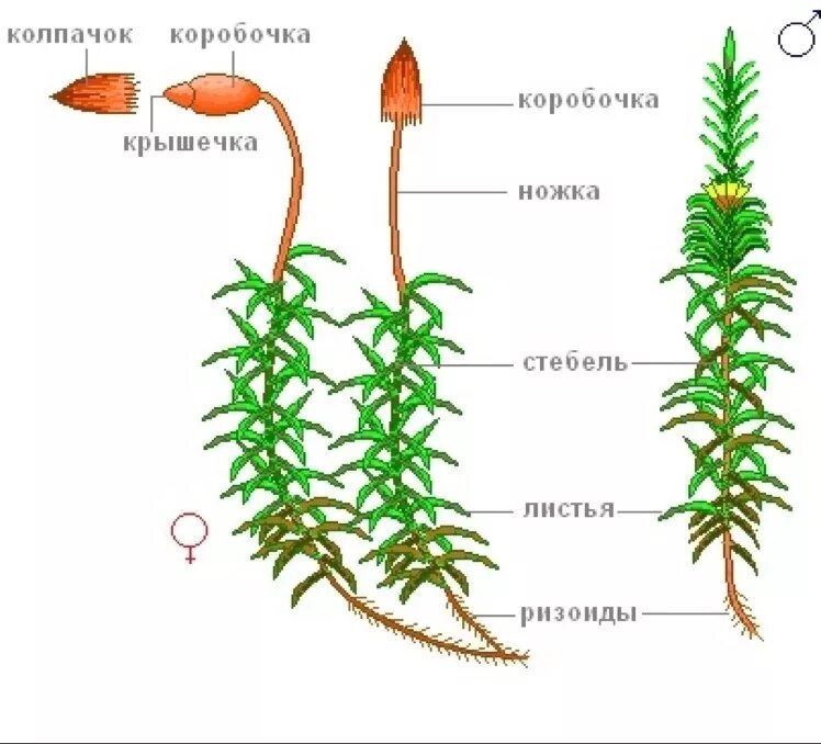 Мох сфагнум строение. Верхушка стебля Кукушкин лен. Кукушкин лен строение стебля. Кукушкин лен стебель листья ризоиды.