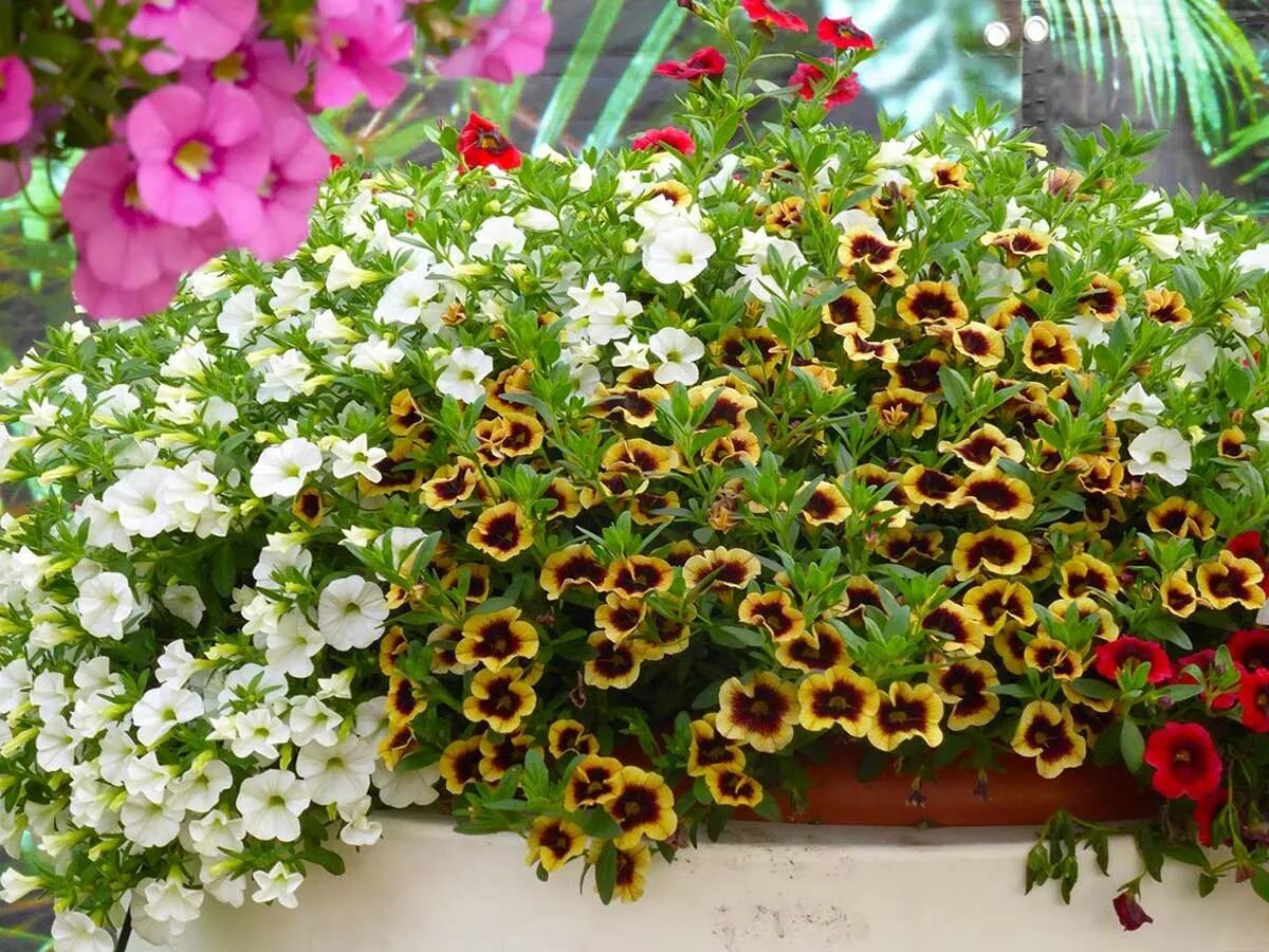 Калибрахоа фото цветов выращивание neelumahluwalia shared a photo from Flipboard Planting flowers, Flower backround
