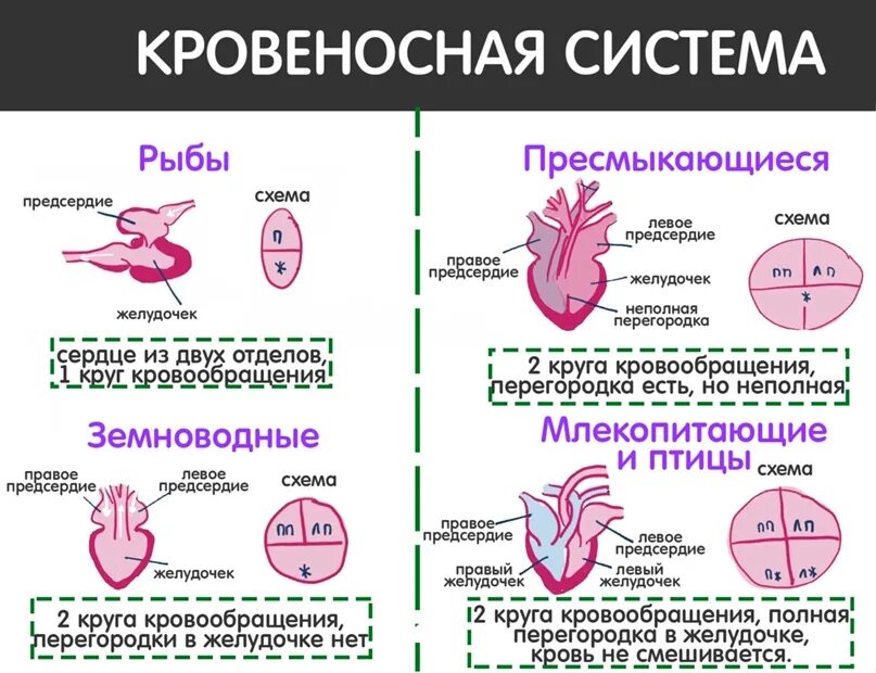 Виды кровеносных систем примеры Кровеносная система человека замкнута и имеет