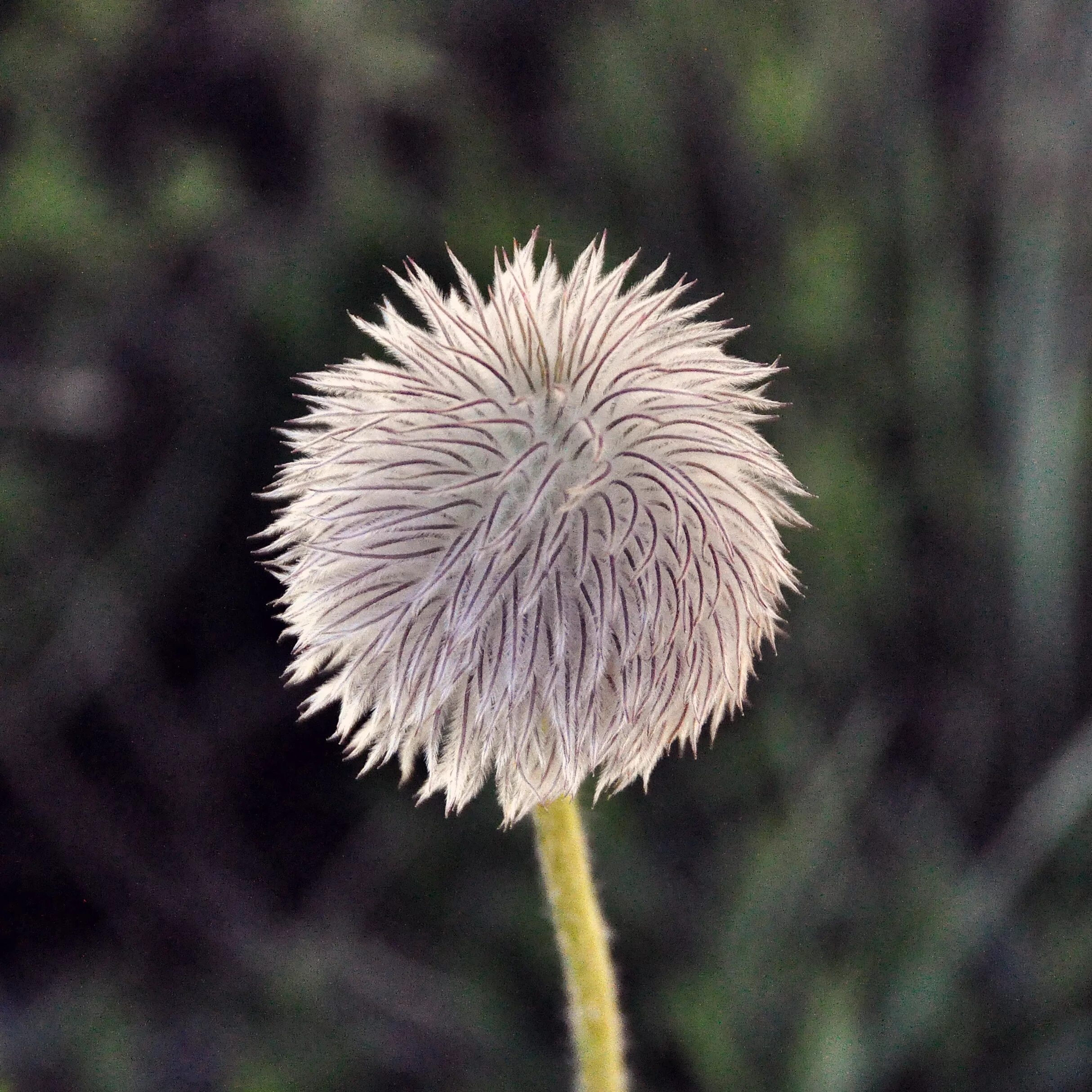 пушистые цветы. пушистые цветы. пушица растение. пушистые цветы. пушистые цветы.