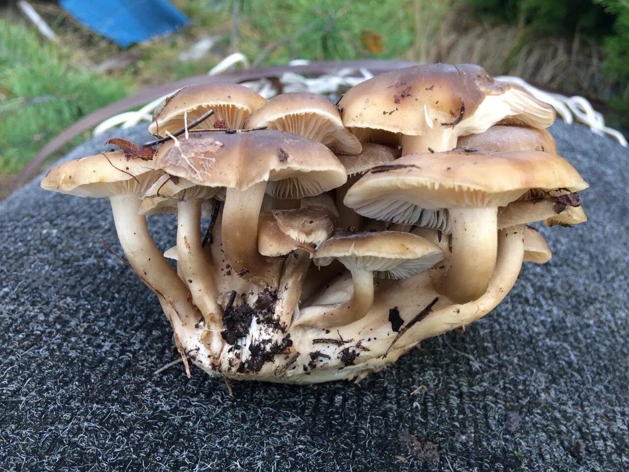 Рядовка скученная описание. Грибы рядовки. Грибы рядовки съедобные и ядовитые. Рядовка скученная lyophyllum decastes. Рядовка луговая скученная.