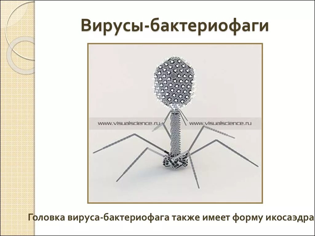 Наследственный аппарат бактериофага. Бактериофаг. Головка бактериофага. Головка вируса. Оригами вирус бактериофаг.