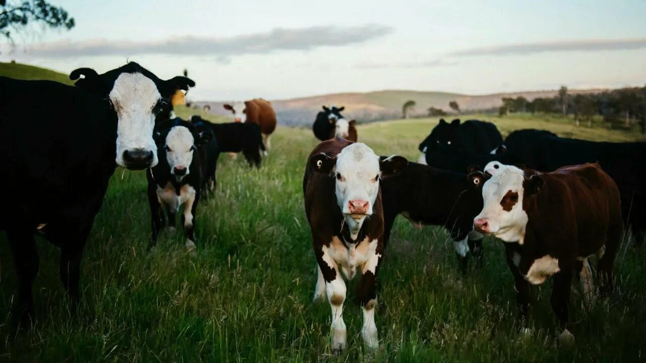 Now cow