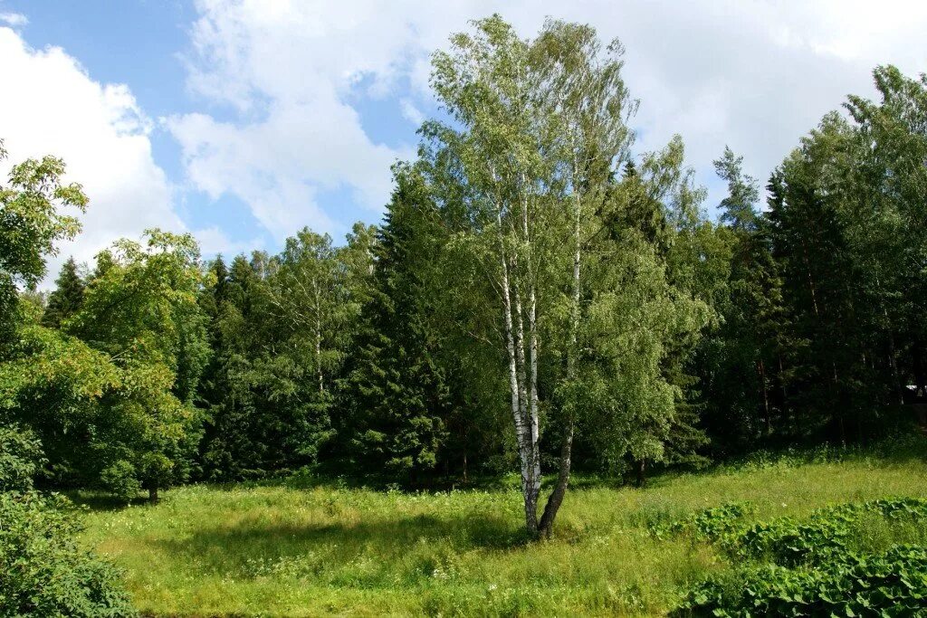 Далеко березка. Березовая роща Тутаев. Березы вдалеке. Береза в поле. Березовая роща вдали.