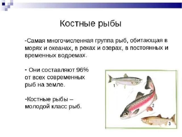 Доклад про классы рыб. Конспект по биологии костные рыбы кратко. Доклад на тему костные рыбы по биологии 7 класс. Сообщение о костных рыбах 7 класс биология. Костные рыбы доклад.