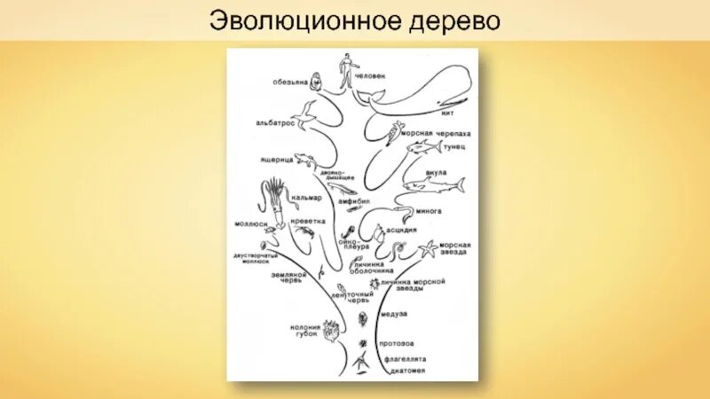 Эволюционное дерево. Эволюционное дерево человека. Схема эволюционного дерева.