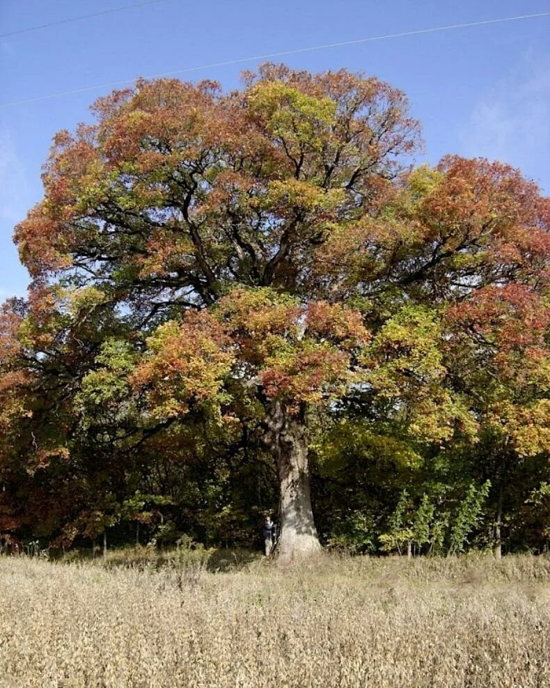 Дерево бук фото и описание. Дуб Quercus Alba. Американский дуб Quercus Alba. Белый дуб Северной Америки.