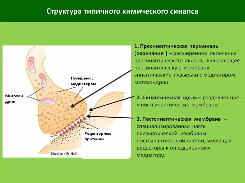 Синаптические пузырьки. Синаптические пузырьки функции. Структура типичного химического синапса. Строение типичного химического синапса. Синаптические пузырьки с медиаторами.