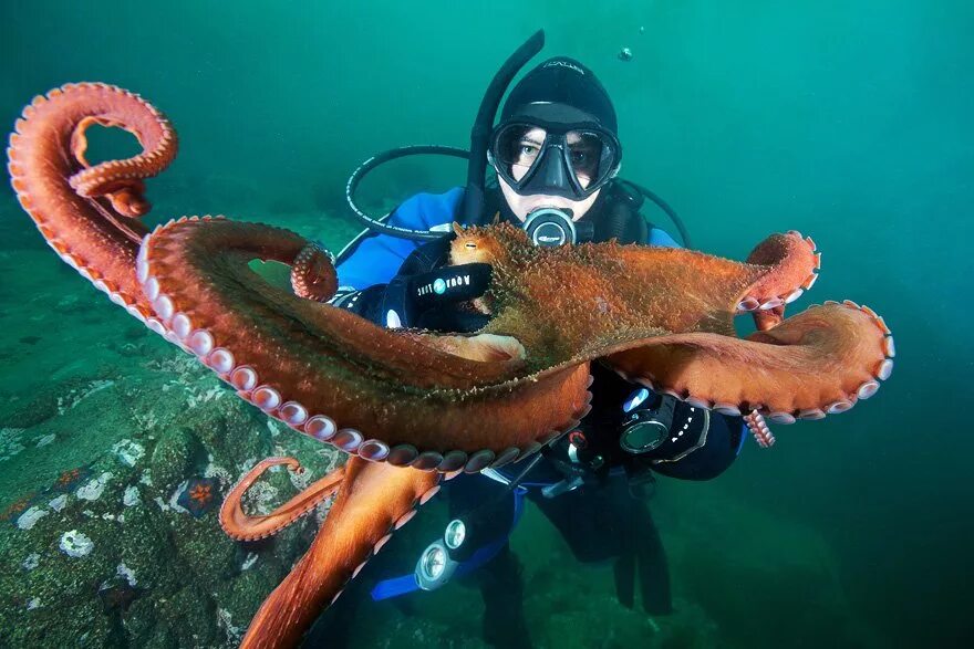 Осьминог дофлейна самый большой. Осьминог дофлейна гигантский. Осьминог дофлейна. Самый большой осьминог. Гигантский тихоокеанский осьминог.