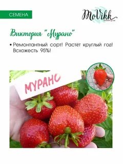 Клубника мурано характеристики