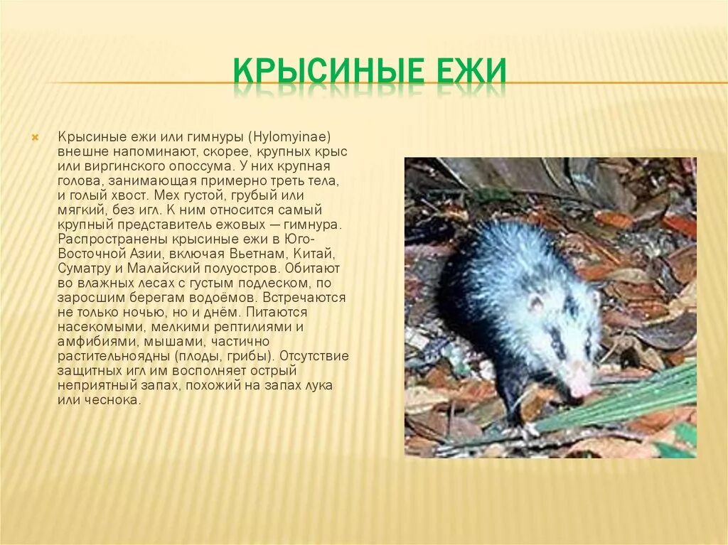 Крысиный еж