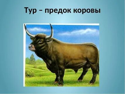 Кто такой тур