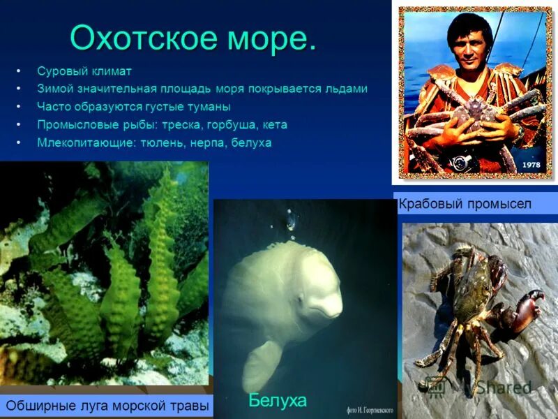 Морская живность охотское море. Кто водится в охотском море. Рыба собака в охотском море. Кто водится в охотском море. Фауна охотского моря.