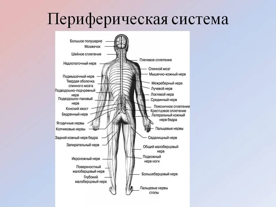 Периферический нерв функции. Структуры периферической нервной системы человека. Анатомия человека нервная система ПНС. Периферическая нервная система анатомия строение. Периферическая нервная система схема строения.