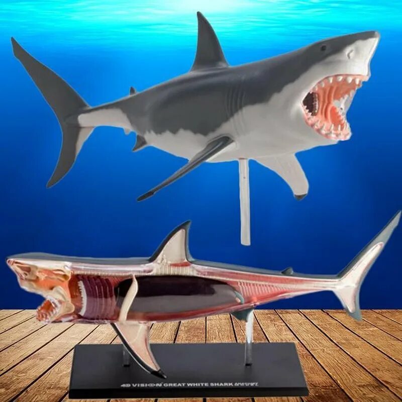 Акула мод много денег. Анатомическая модель 4d master белая акула. анатомия акулы. анатомическая модель акулы. 4d акула.