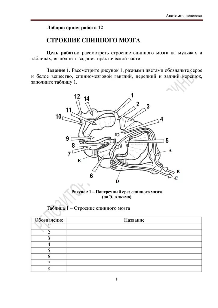 Лабораторная работа строение спинного мозга. Строение спинного мозга задание. Лабораторная работа по биологии строение спинного мозга. Строение спинного мозга 8 класс.