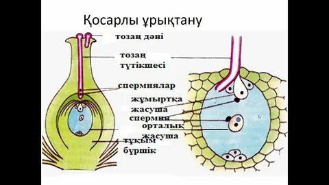 Секс бен тен видео