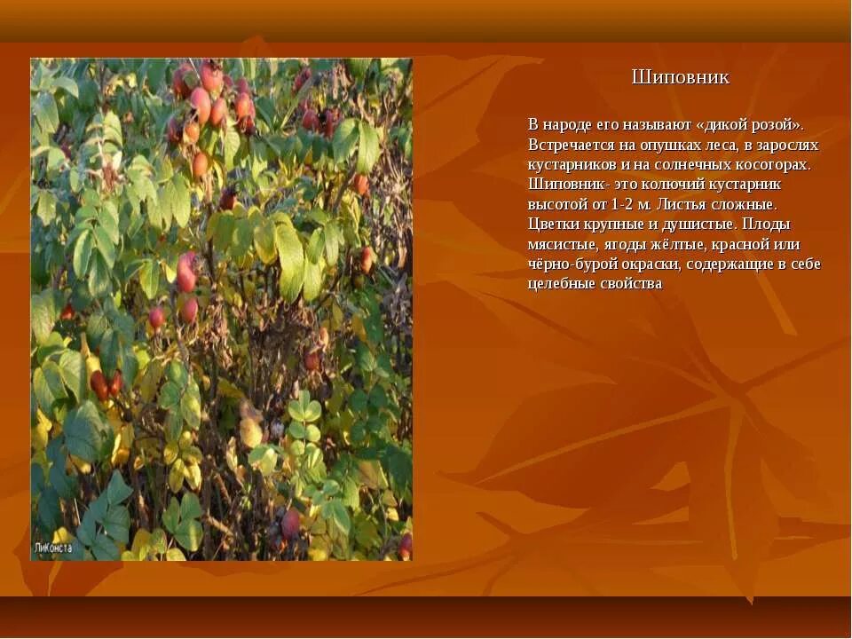 Презентация к уроку окр мир 2 класс кустарники леса с 52. Кустарники леса 2 класс окружающий мир. Кустарники леса 2 класс окружающий мир. Кустарники леса 2 класс окружающий мир. Жимолость обыкновенная плоды.