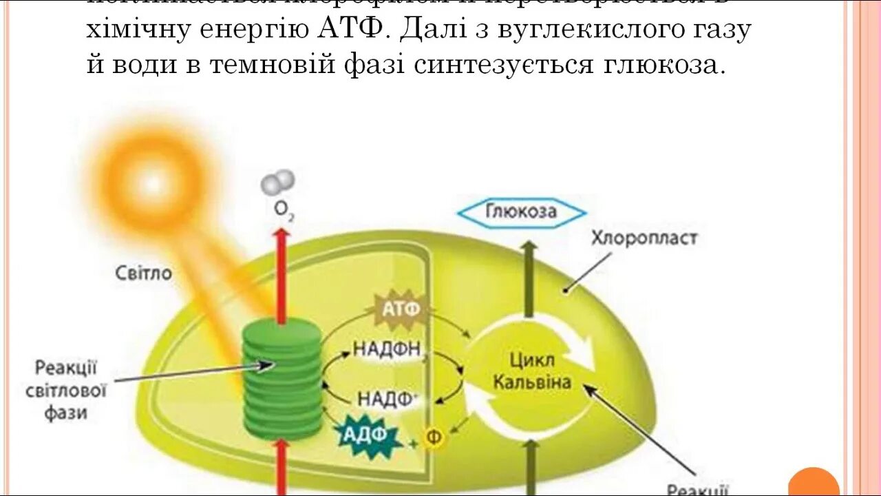 Происходящего в хлоропластах растения. Цикл кальвина в фотосинтезе. мембрана тилакоида процессы фотосинтеза. схема структуры фотосинтеза. процесс фотосинтеза в хлоропластах схема.