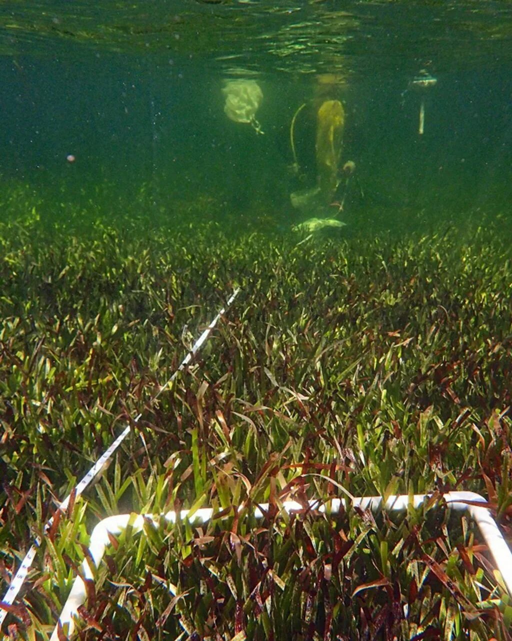 Самые большие водоросли. Посейдония водоросли. Ленточная водоросль Посейдония. Огромные водоросли. Самый большой водоросль в мире.