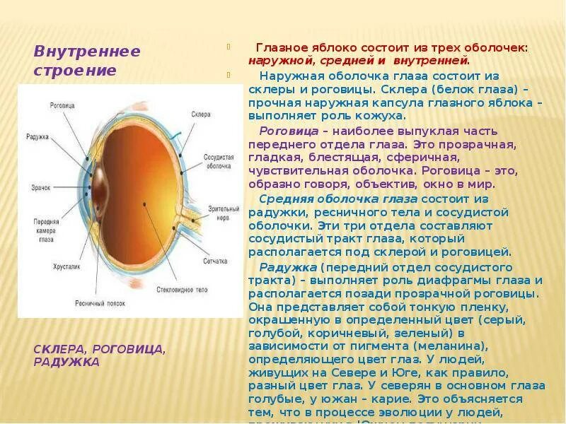 Изображение видимых предметов формируется на а роговице. Наружная оболочка глаза склера. Строение оболочек глазного яблока анатомия. Внутренняя оболочка глаза строение и функции. Внутренняя оболочка глаза из чего состоит строение и функции.