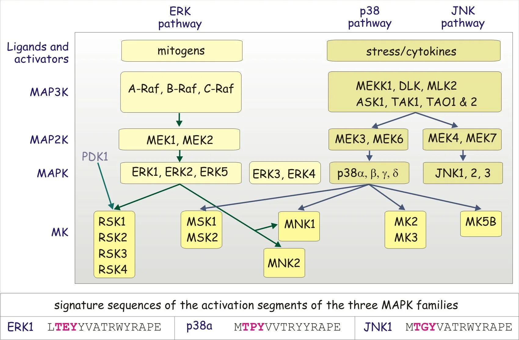 Jnk4. Киназа машина. Fas fasl апоптоз. Mapk сигнальный путь. Jnk pathway.