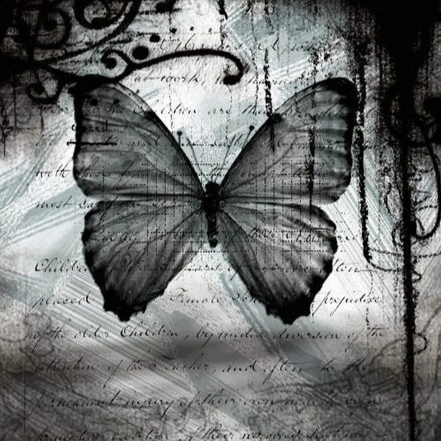 Бабочка черный глянец. Чёрная бабочка Постер. Ласт бабочка. Плитка эффект бабочки.