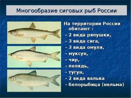На какую рыбу похожа