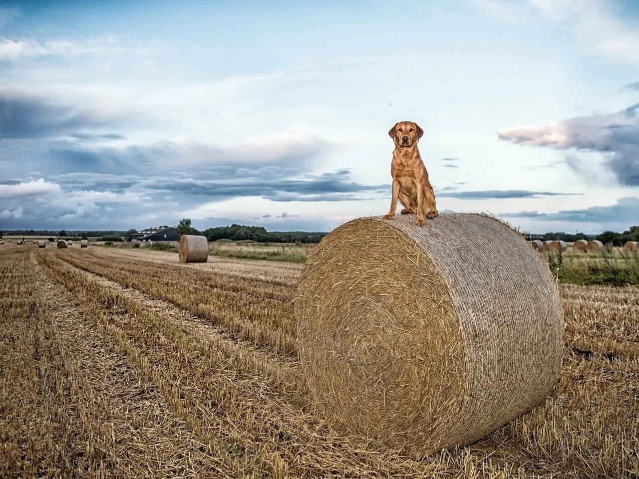Иди собакам сено. Собака на стоге сена. Собака на сене. Собака в поле. Фигуры из сена.