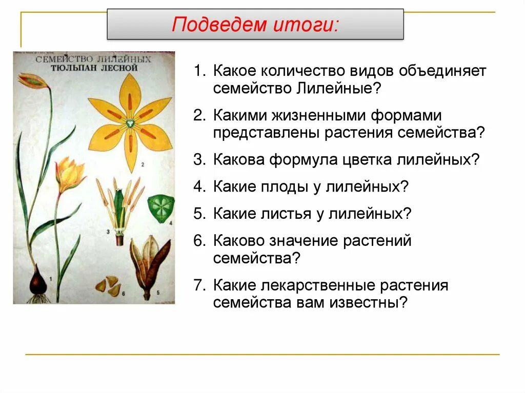 Какой тип питания характерен для тюльпана лесного