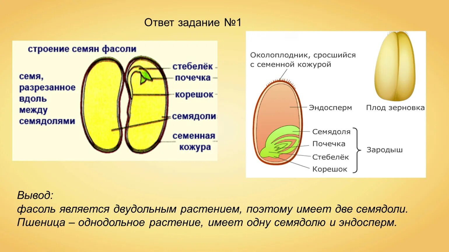 Растения имеют в зародыше семени две семядоли. Строение семени однодольного растения. Строение однодольного растения пшеница. Строение однодольного семени пшеницы. Семя пшеницы однодольное или двудольное.