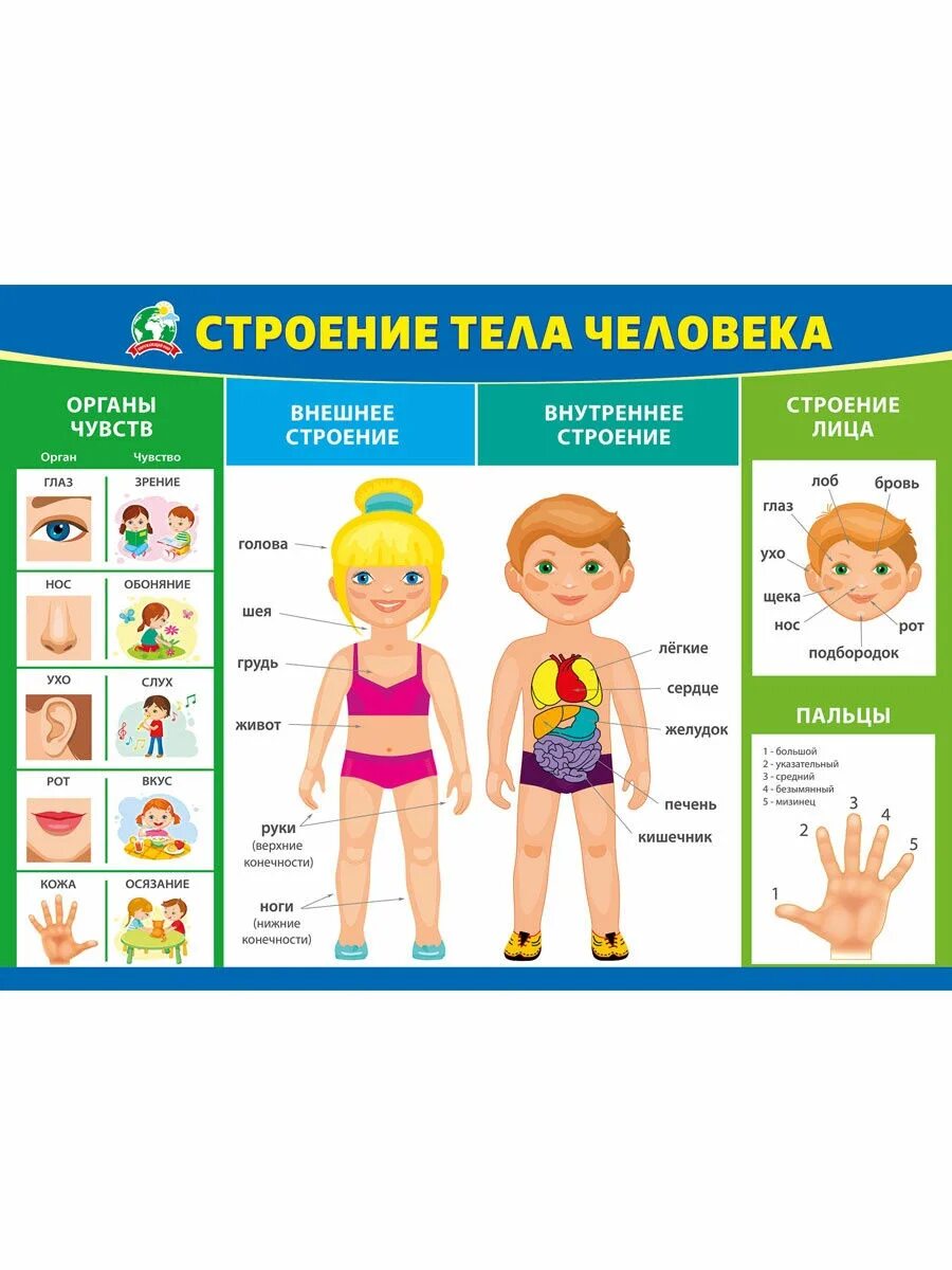 Организм человека для детей. Оргнычеловека для детей. Плакат тело человека для детского сада. Плакат строение тела человека. Плакат тело человека для детского сада.