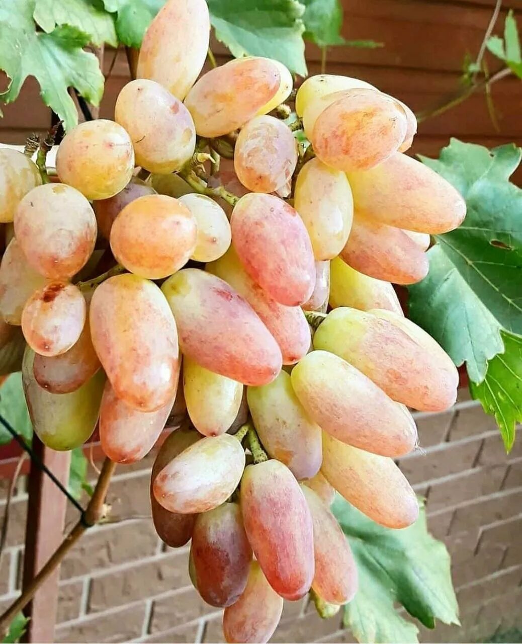 Сорт винограда новочеркасский юбилейный. Сорт юбилейный. Сорт винограда новочеркасский юбилейный. Виноград новочеркасский юбилейный. Виноград юбилейный новочеркасска.