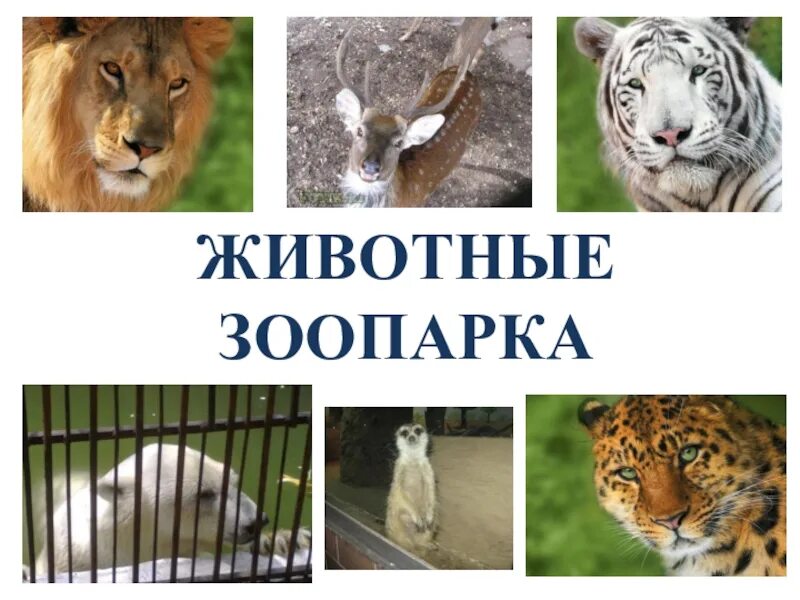 Проект зоопарк 1 класс окружающий мир