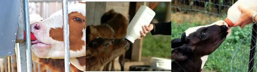 Можно ли поить теленка. Выпойка телят молозивом. Правильная выпойка телят. Поение новорожденных телят. Молозиво коровы.