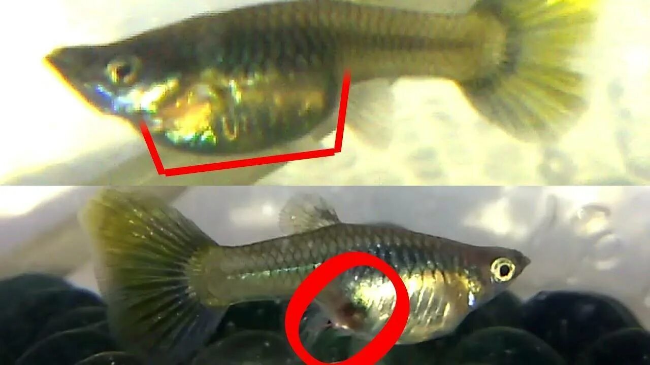 Гуппи рыбки самка беременность. Гуппи рыбки самка беременна.