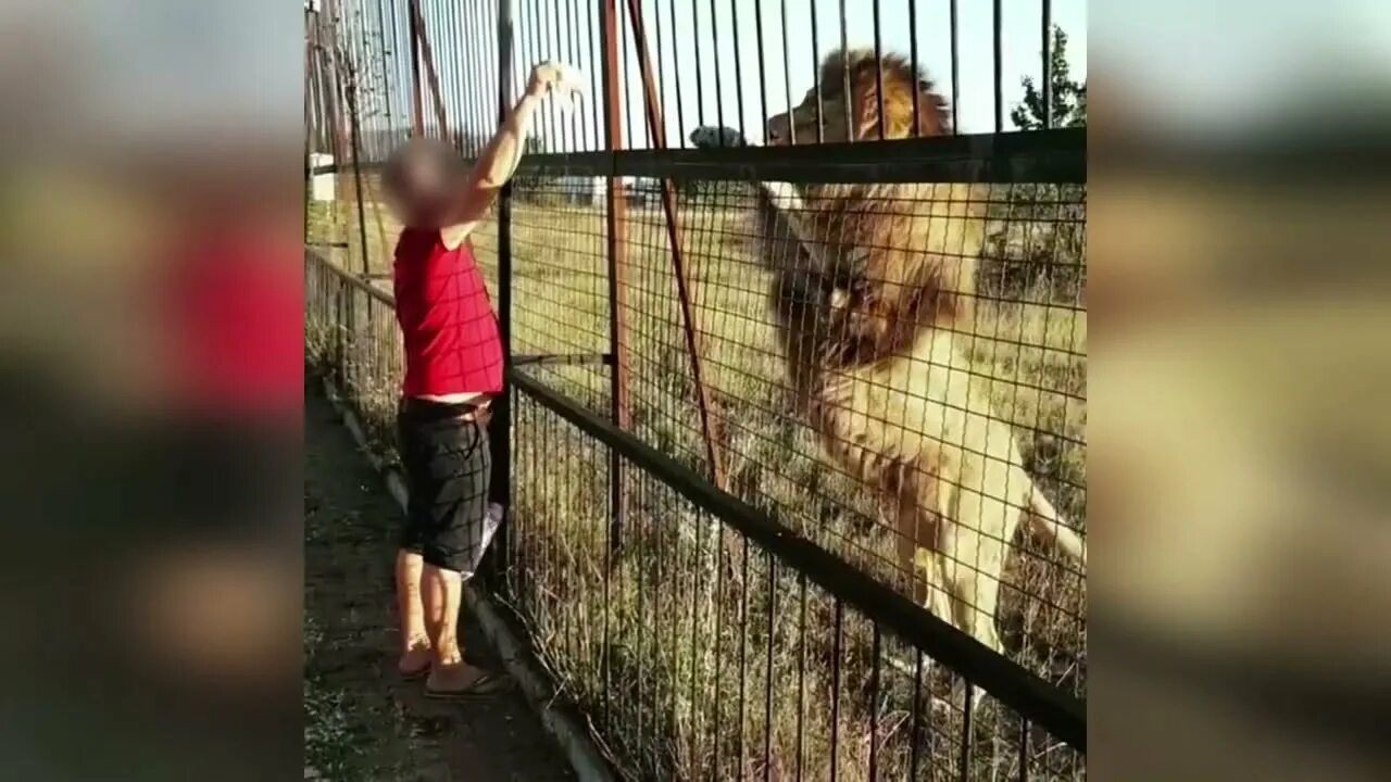 Степка тайган последние. Случай с ребёнком в тайгане. тайган безопасность.