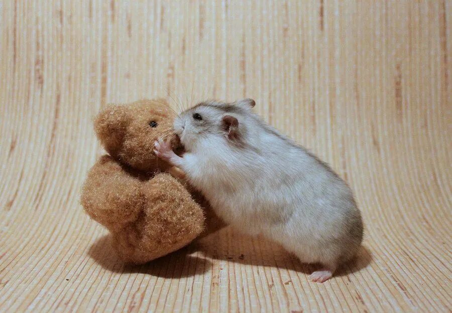 Short squeeze что это значит hamster combat. Short squeeze что это значит hamster combat