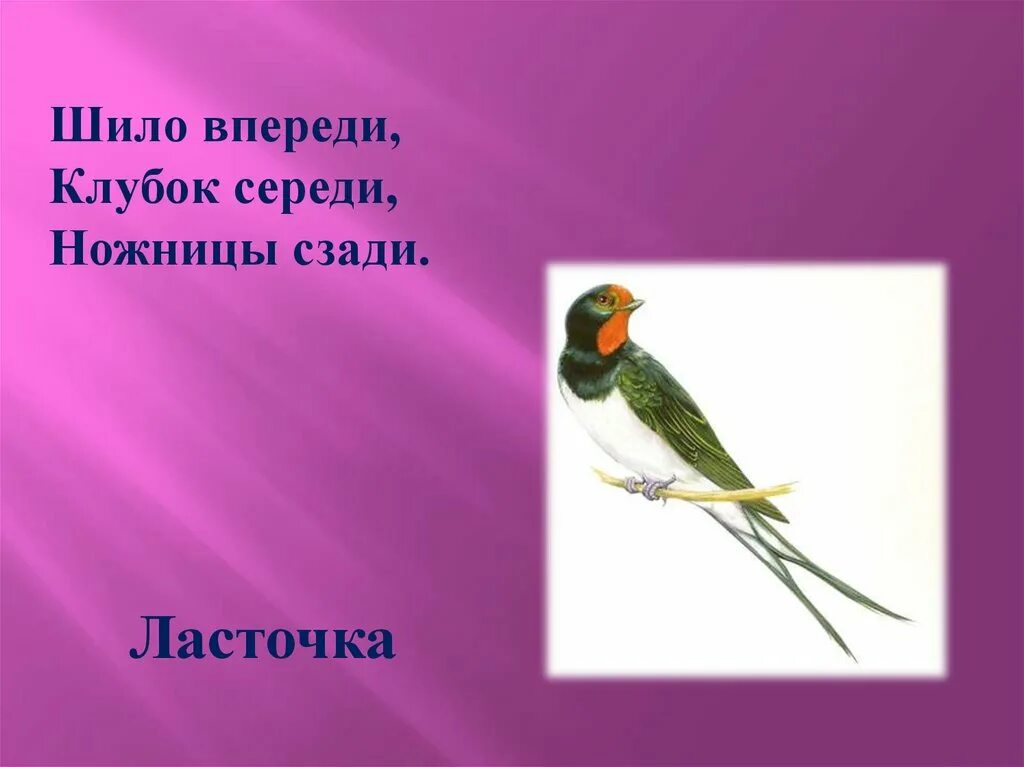 Изящную птицу ласточку называют символом весны. Загадки про птиц. Загадки про Шило.