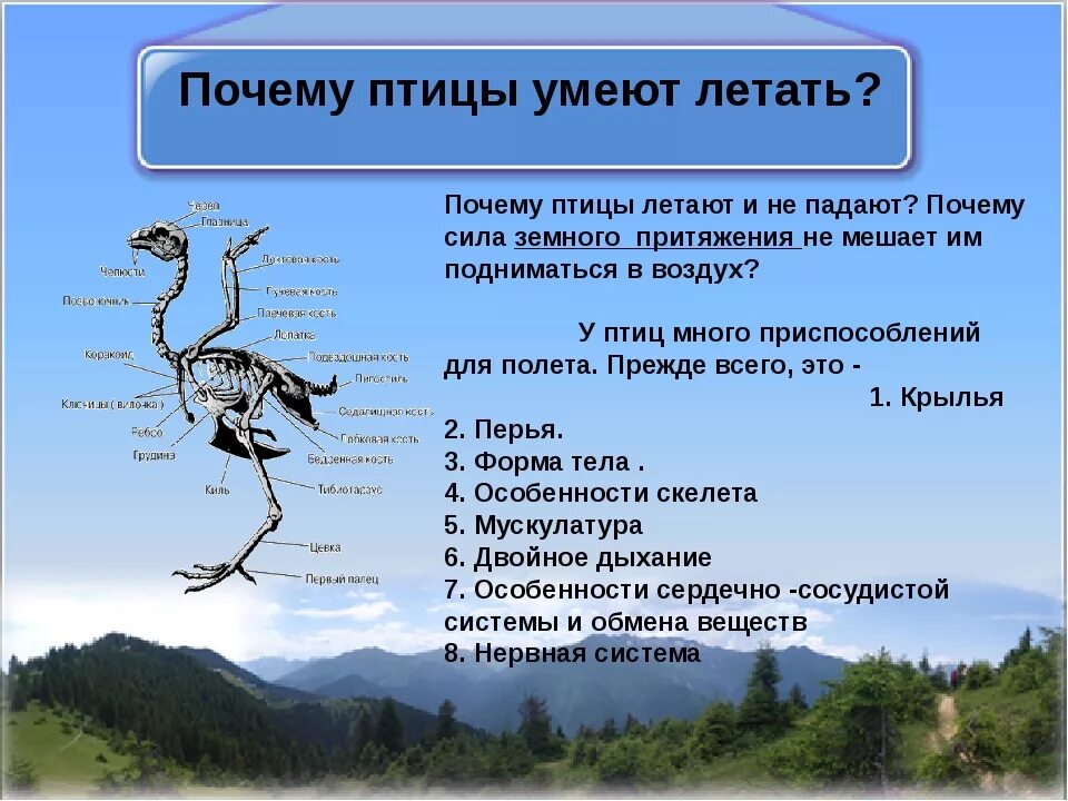 Почему птицы летают. Зачем птицам летать. Почему птицы не летают. Что помогает птицам летать.