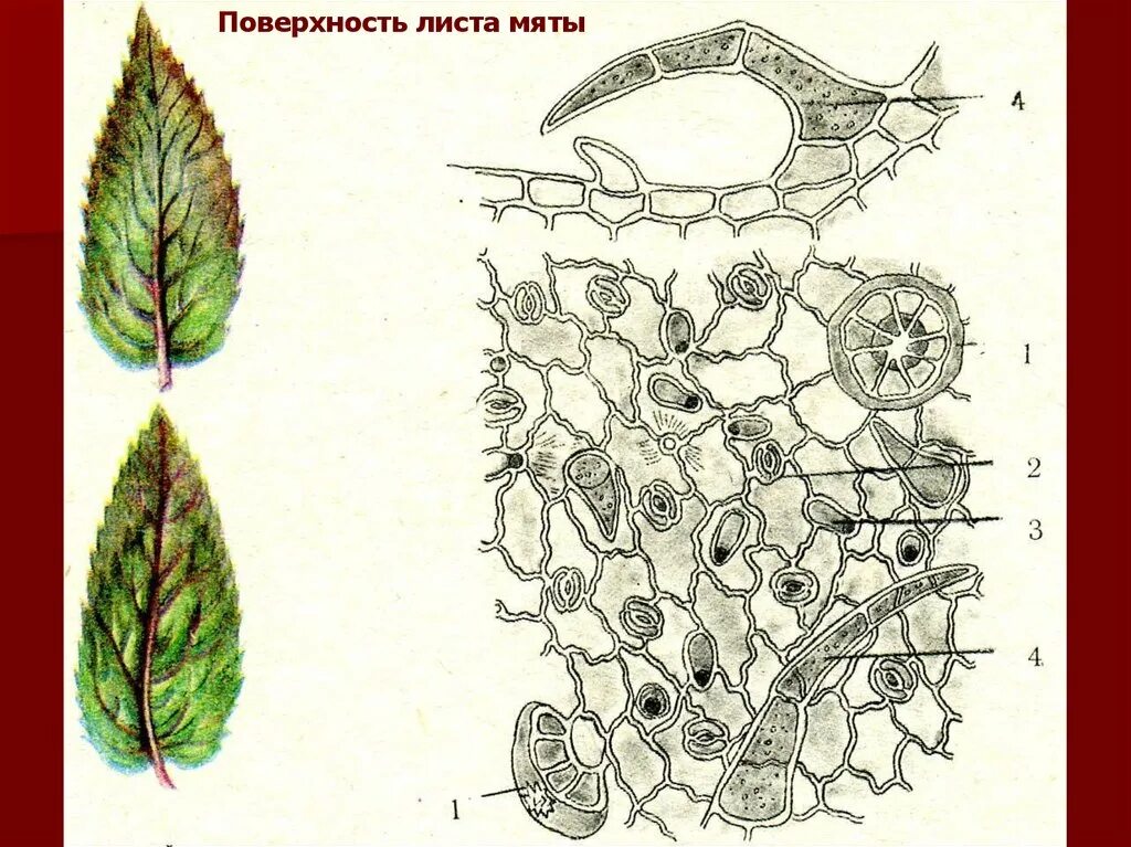 Микроскопический анализ лекарственного растительного. Препарат листа мяты перечной микроскопия. Микроскопия листа крапивы двудомной. Мята перечная микроскопия листа. Листья мяты перечной микроскопический анализ.