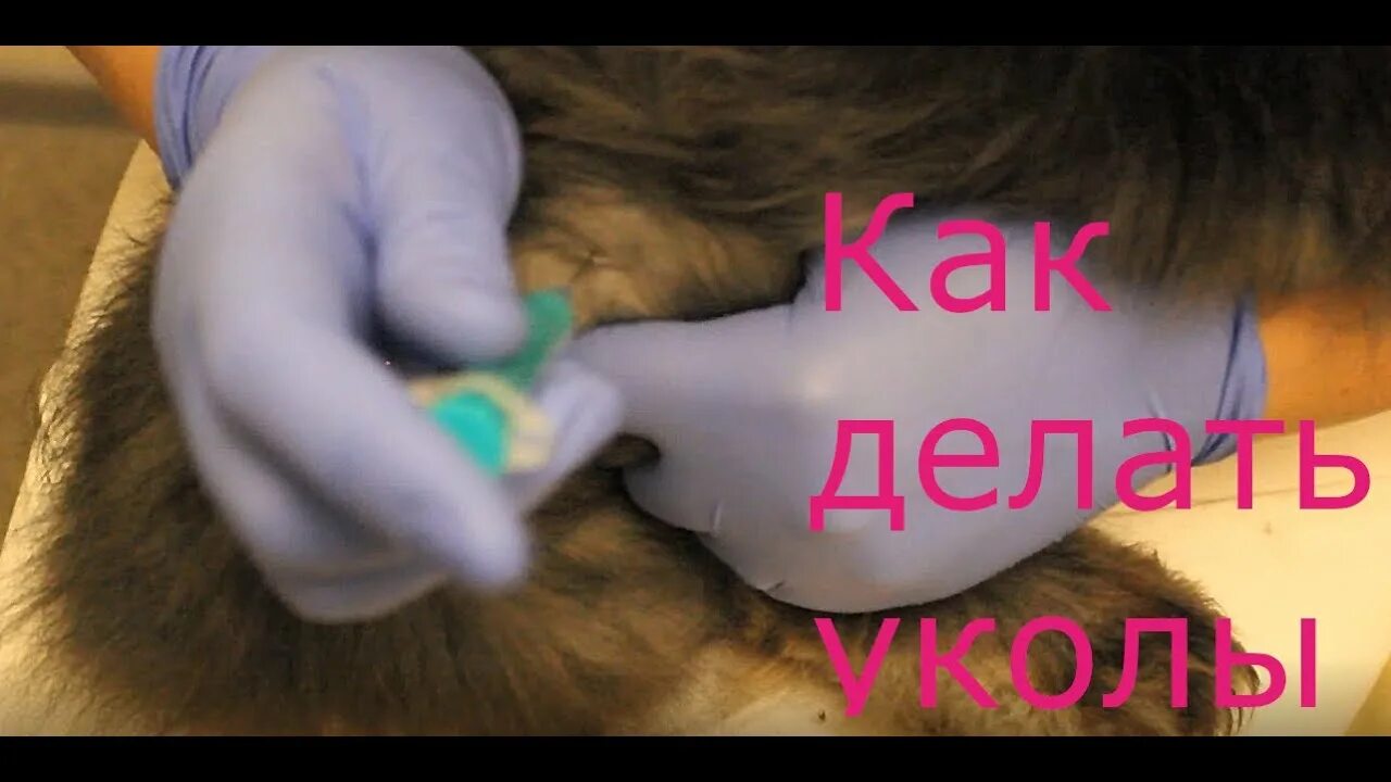 Как правильно ставить укол в холку. Подкожный укол собаке в холку. внутримышечный укол кролику. как делать укол собаке в холку. укол в холку подкожно кролик.