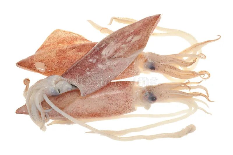 Что внутри замороженных кальмаров. Цвет кальмара. Полуфабрикаты из кальмара. Испорченный замороженный кальмар. Отваривание кальмаров.