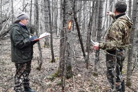 Краевое лесничество