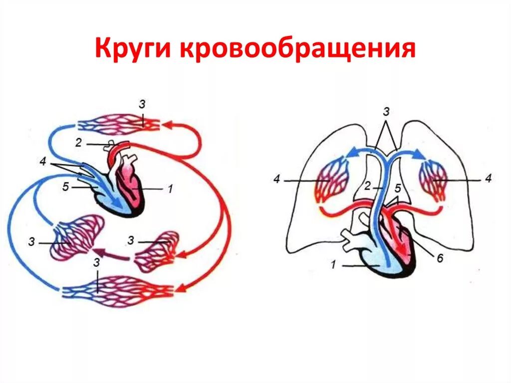 Малый круг кровообращения и большой круг кровообращения схема. Малый круг кровообращения схема сердца. Большой круг кровообращения схема 8. Схема малого круга кровообращения рисунок. Рисунок кровообращение человека