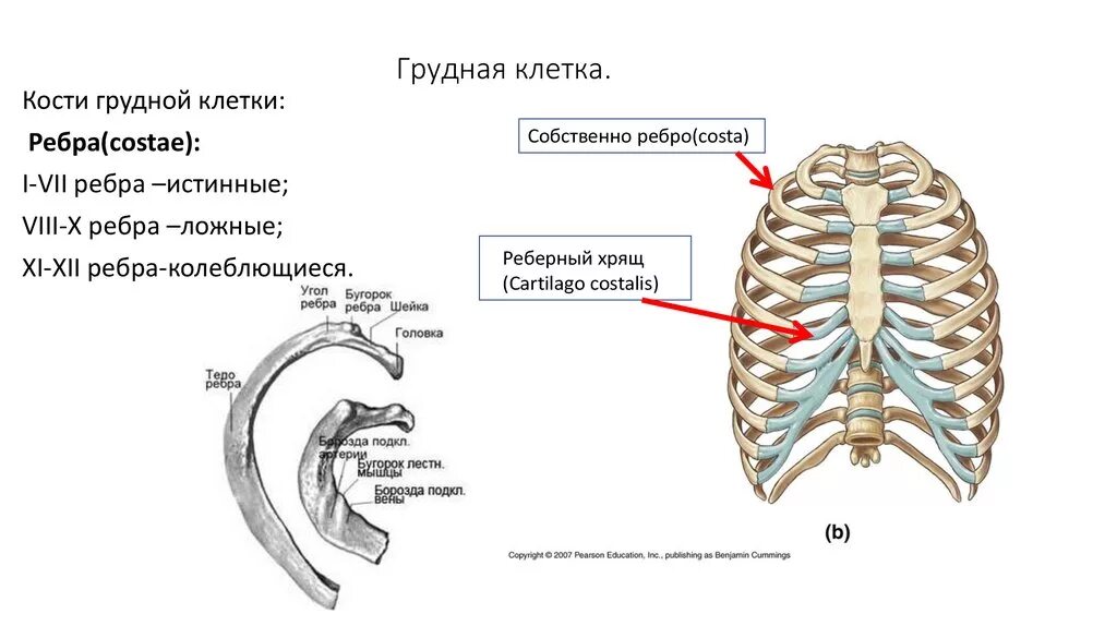 Грудная клетка строение анатомия кости. Анатомия грудная клетка человека строение ребра. Скелет грудной клетки кости их соединения. Анатомия ребер грудной клетки. Левое и правое ребро