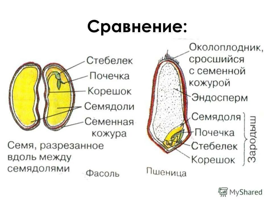 Из чего состоит зародыш семени биология 6. Строения семян двудолного растение. Функции зародыша семени 6 класс. Семя:семенная кожура,зародыш и эндосперма. Из чего состоит зародыш семени биология 6.