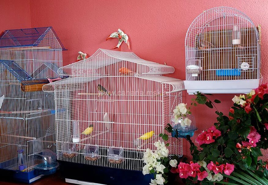 "птичка в клетке" городенцева краснов. клетки живут птицы. красивая клетка для птиц. "птичка в клетке" городенцева краснов. клетки живут птицы.